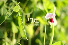 华体会官网-生死战中的独舞，奥地利横扫加拿大，穆西亚拉用一己之力改写世界杯格局