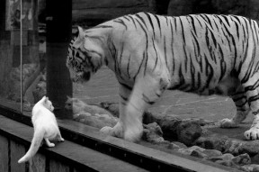 华体会-钢铁之躯绞杀华丽舞步，马竞淘汰阿森纳的战术角力与孙兴慜的亚洲力量