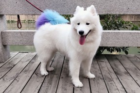 华体会app-跨越联赛的传奇，马竞坚韧突围罗马，阿圭罗德甲争冠战主宰乾坤