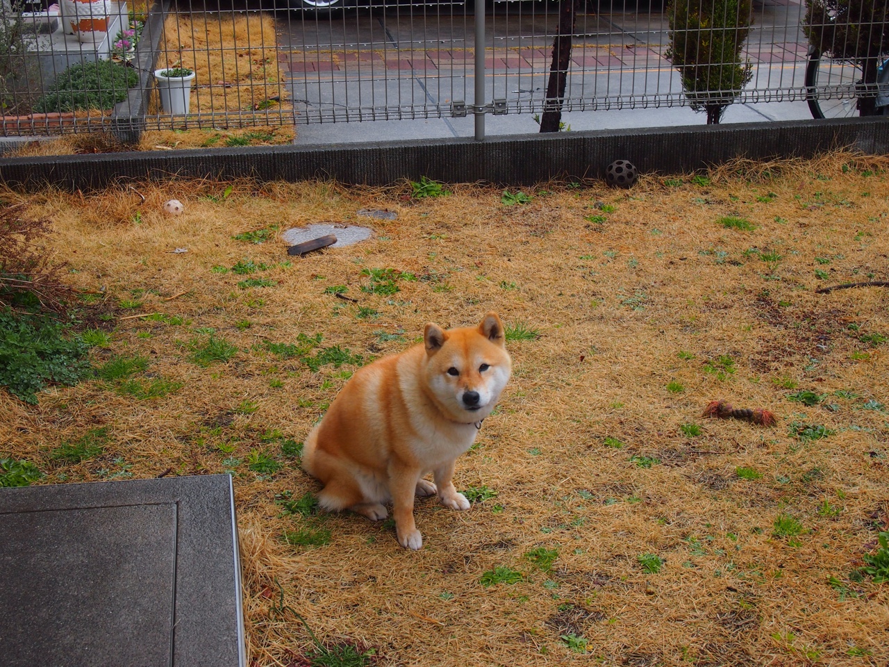 华体会app-当狼王启动巡航模式,米切尔用一场无解美学,让快船的豪华舰队搁浅 第2张 华体会app-当狼王启动巡航模式,米切尔用一场无解美学,让快船的豪华舰队搁浅 第2张