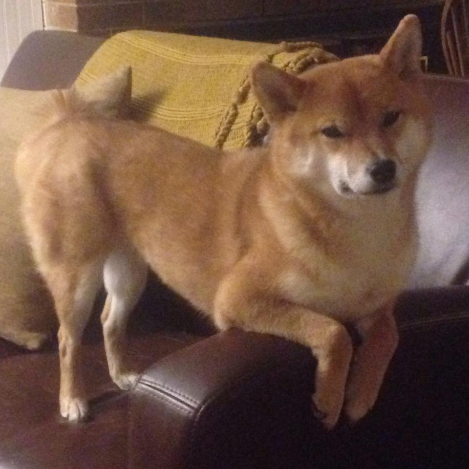 华体会-沉默的巨兽,当约基奇在总决赛之夜重塑篮球的定义 第1张 华体会-沉默的巨兽,当约基奇在总决赛之夜重塑篮球的定义 第1张