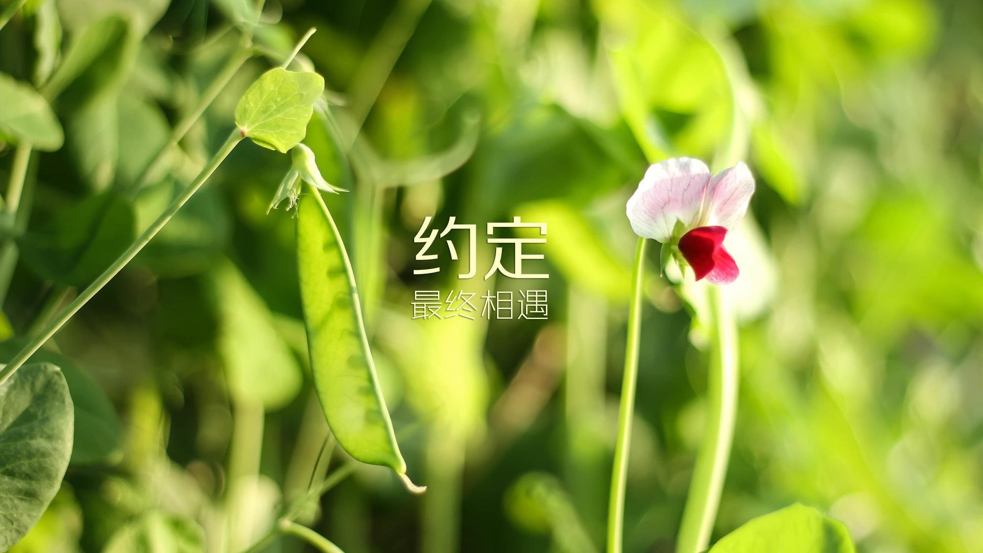 华体会官网-生死战中的独舞,奥地利横扫加拿大,穆西亚拉用一己之力改写世界杯格局 第1张 华体会官网-生死战中的独舞,奥地利横扫加拿大,穆西亚拉用一己之力改写世界杯格局 第1张